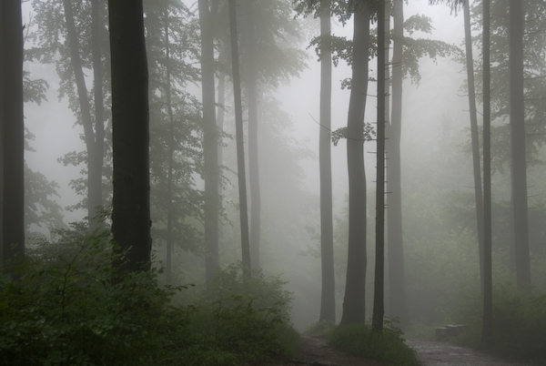 Wald beim Uetliberg bei Nebel