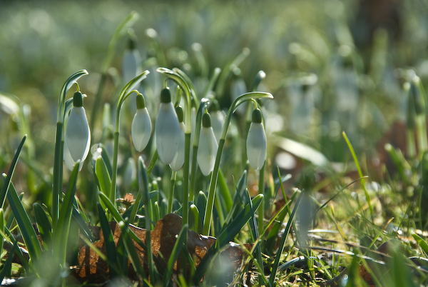 Schneeglöckchen im Friedhof Sihlfeld
