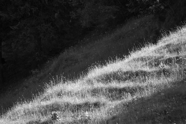 Gras bei Rigi Klösterli