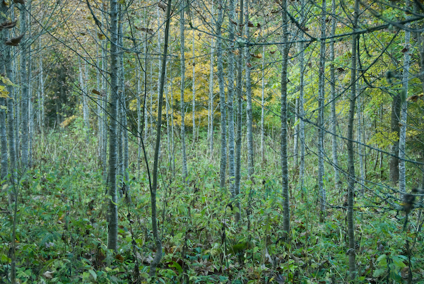 Bergahornwald