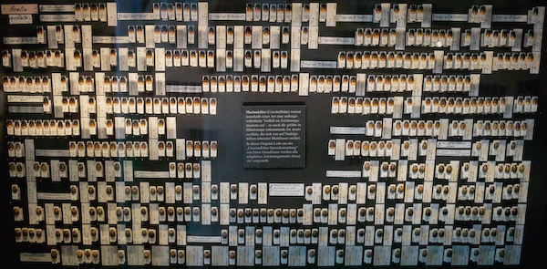 Marienkäfersammlung