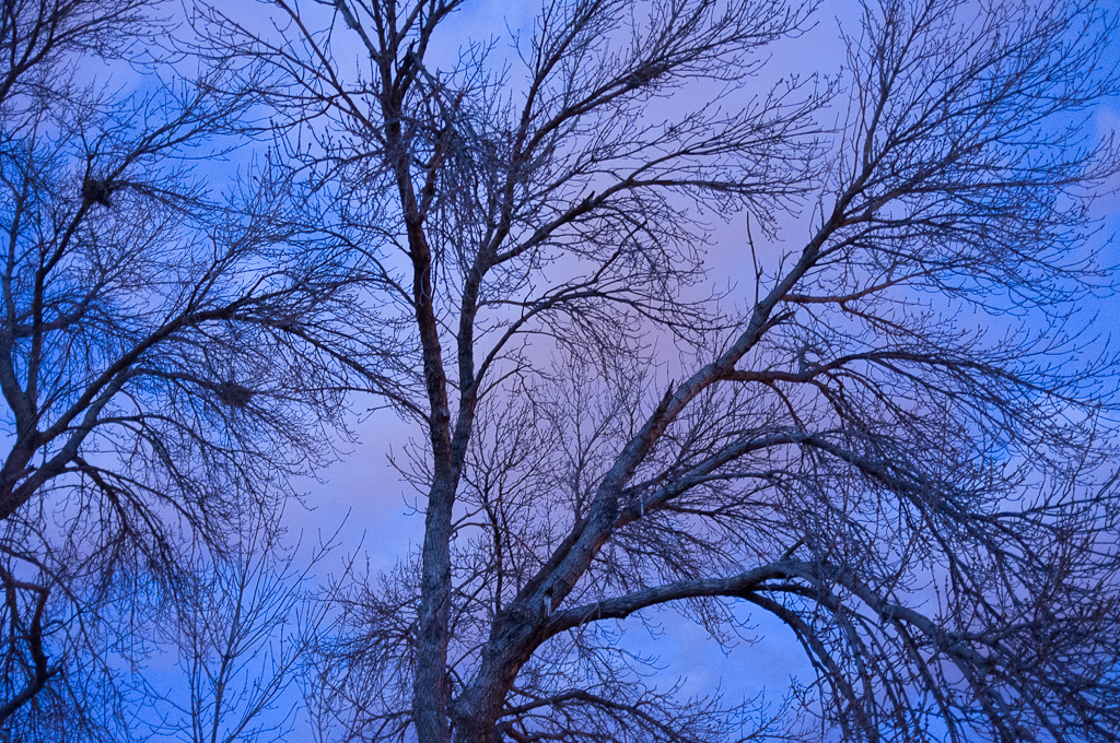 Baum an bei "K und 14. Strasse"