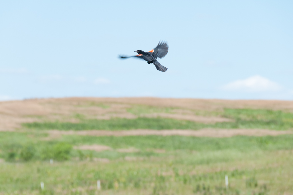 Rotschulterstärling (Red-winged Blackbird)