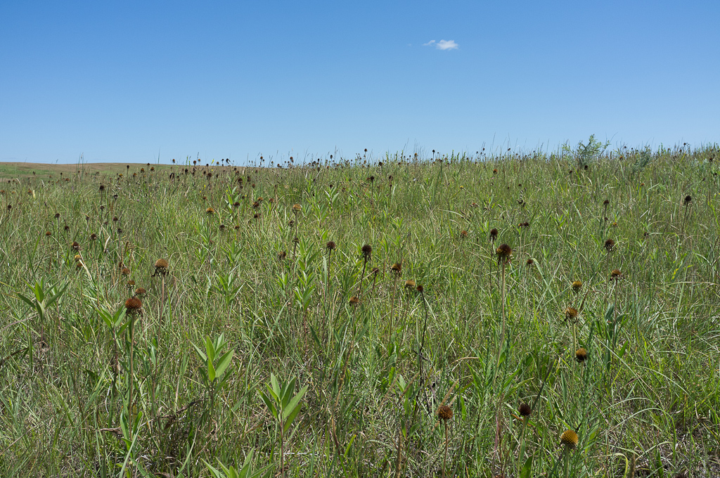 Karden? Oder doch verblühte Echinaceen (Purple Coneflowers)?