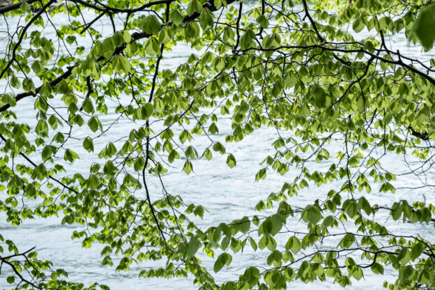 Regenspaziergang im Frühling