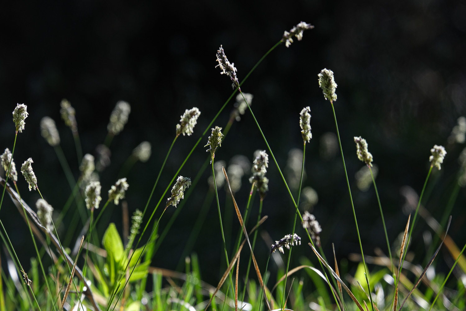 Jura im Vorfrühling