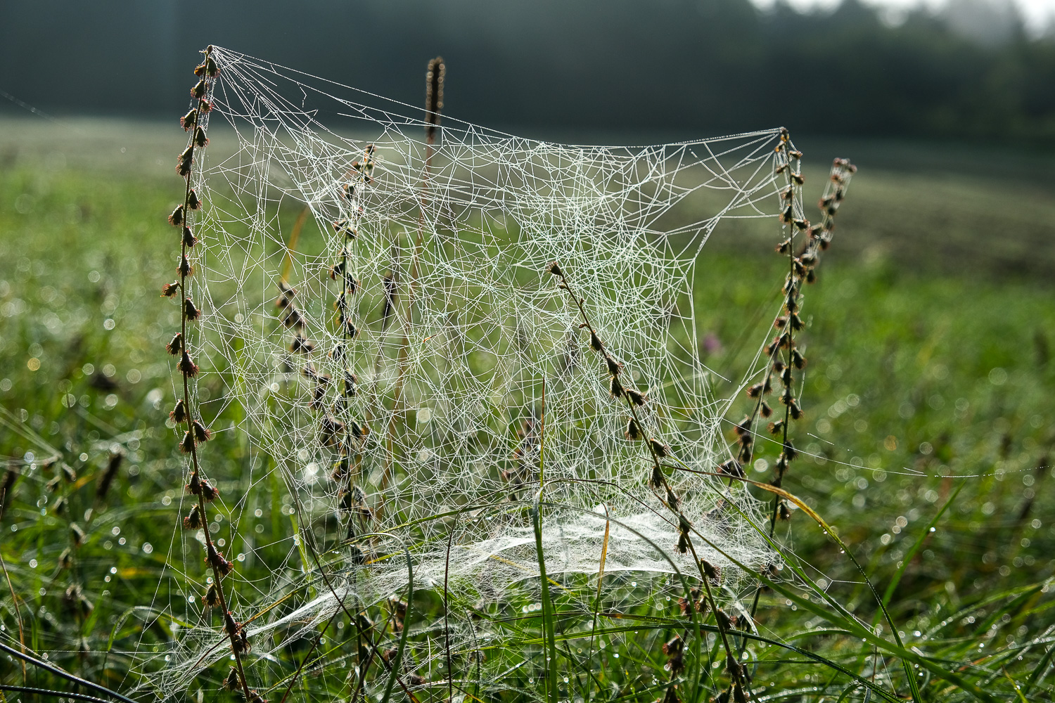 Wirres Spinnennetz, Obere Burghalde, Biberstein