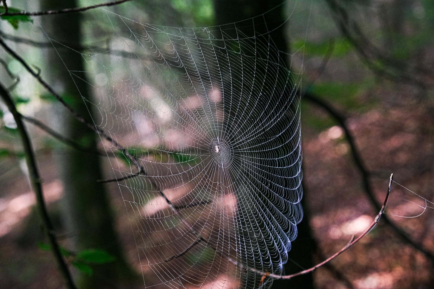 Spinnennetz im Wald, Gislimatt