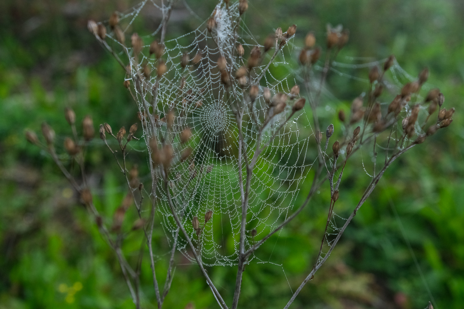Spinnennetz im Nebel, Cholholz, Veltheimer Berg